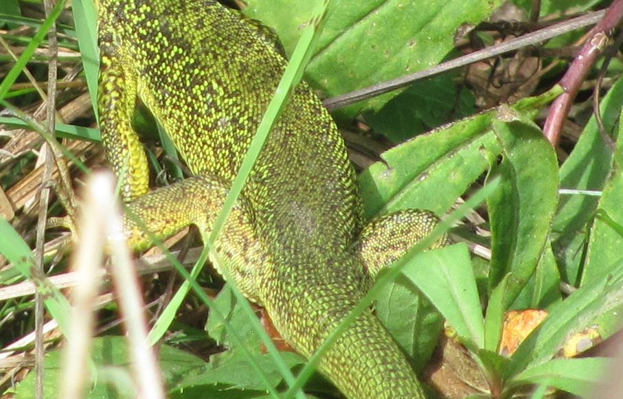 Lacerta bilineata femmina?